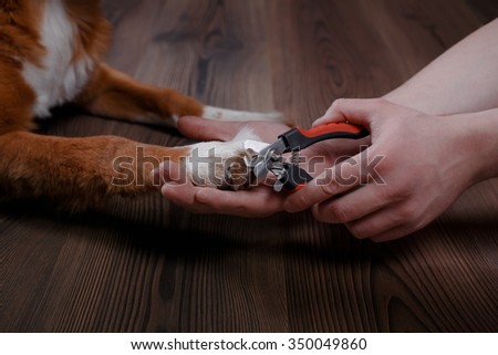 Trimming claws. Manicure and pedicure grooming, dog Jack Russell Terrier