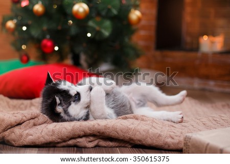 Dog Siberian Husky , Cute little siberian husky puppy, Christmas and New Year