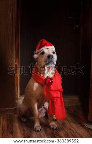 Pit bull dog, Christmas and New Year, portrait dog on a studio color background