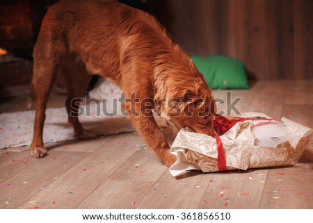 Dog Nova Scotia Duck Tolling Retriever, Christmas and New Year, portrait dog on a studio color background