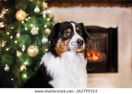 Australian Shepherd, studio portrait dog on a color background, Christmas and New Year