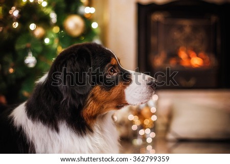 Australian Shepherd, studio portrait dog on a color background, Christmas and New Year