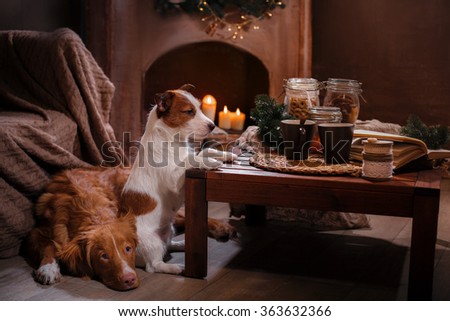 Dog Jack Russell Terrier and Dog Nova Scotia Duck Tolling Retriever holiday, portrait dog on a studio color background