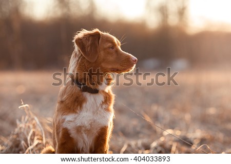 Dog Nova Scotia Duck Tolling Retriever walking, playing, running, jumping in the park in spring
