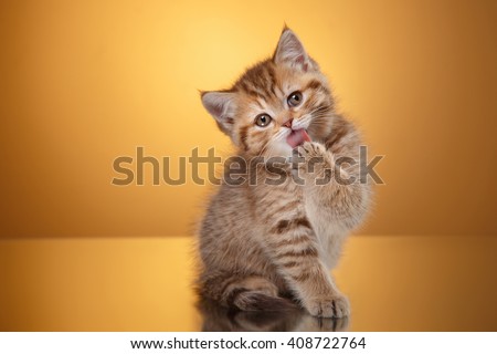 Tabby Scottish kitten, portrait kitten on a studio color background