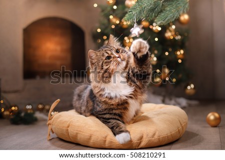 Tabby and happy cat. Christmas season 2017, new year, holidays and celebration He plays with a Christmas toy
