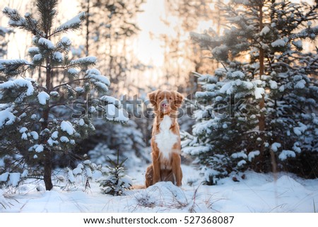 red dog outdoors in winter, Christmas, Nova Scotia Duck Tolling Retriever dog