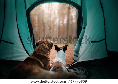 two dogs in a tent in the forest. travel with the pet. Nova Scotia Duck Tolling Retriever and a Jack Russell Terrier. adventure dog