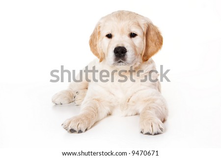 cute golden retriever puppies wallpaper. stock photo : Golden retriever