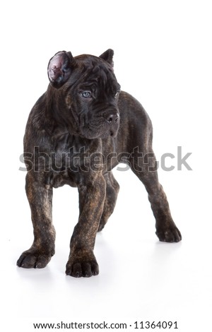 Cane CORSO Italiano Puppy On White Stock Photo 11364091 : Shutterstock