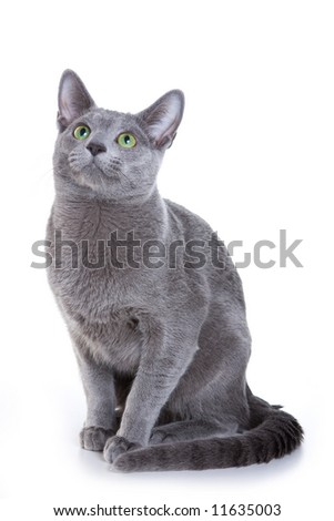 Cat Russian Blue