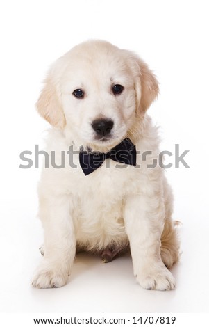 golden retriever pup. stock photo : Golden retriever