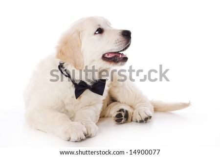 cute golden retriever puppy wallpapers. stock photo : Golden retriever