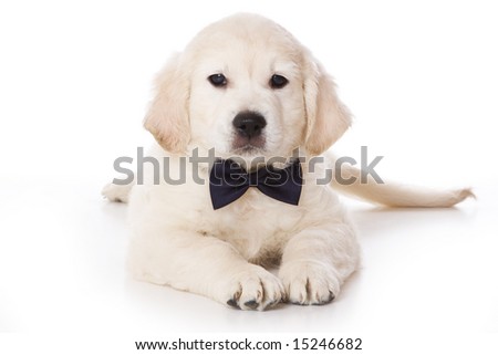 golden retriever pup. stock photo : Golden retriever