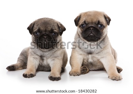 Background Images Of Puppies. stock photo : Pug puppies on