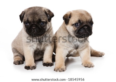 Puppies For Background. stock photo : Pug puppies on