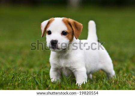 [Image: stock-photo-jack-russell-terrier-puppy-o...820554.jpg]