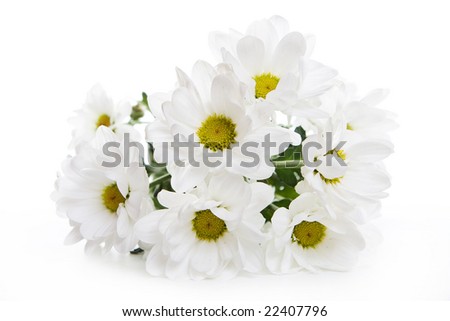 Chrysanthemum isolated on white background