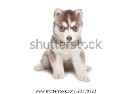 siberian husky puppies pictures. stock photo : Siberian Husky