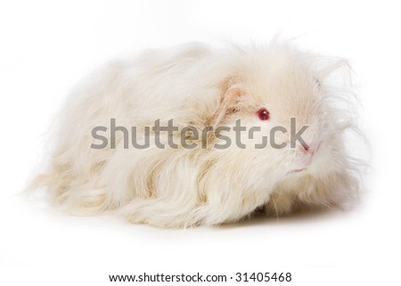 Guinea pig on white background