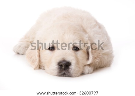 cute golden retriever puppy wallpapers. stock photo : Golden retriever