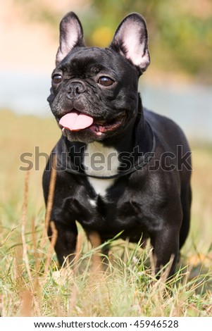 French Bulldog Black