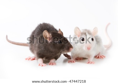 small rat