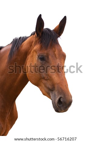 stock photo Horse head isolated