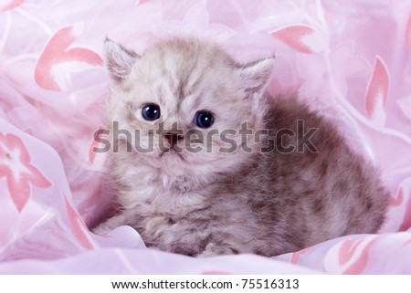 Small british kitten in pink