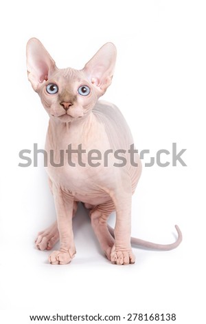 Sphinx kitten standing and looking at the camera (isolated on white)