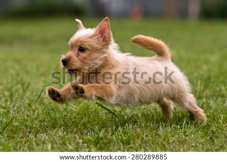 Terrier puppy jumping on the green grass, soft focus