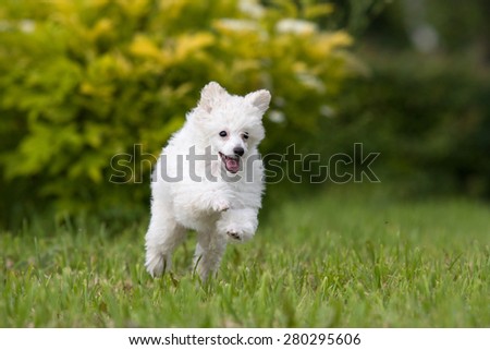 Poodle Puppy jumping on the green grass
