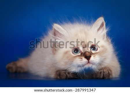 Siberian kitten lying and looking up on blue background