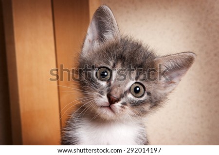 Portrait of unhappy kitten with big eyes looking at the camera