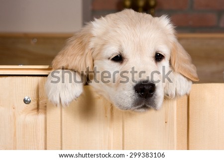 Sad golden retriever puppy gets out of the box (isolated on white)