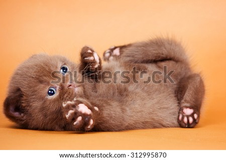 Funny brown cat lying with their feet on a brown background