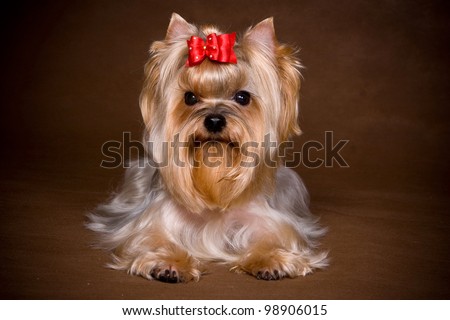 Yorkshire terrier puppy on background