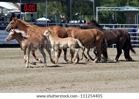 SAN JUAN CAPISTRANO, CA - AUGUST 25: Bucking horses and their foals circle the ring at the PRCA Rancho Mission Viejo rodeo in San Juan Capistrano, CA on August 25, 2012.