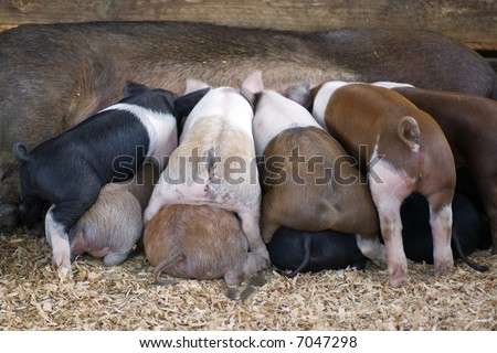 A litter of baby pigs fights for food