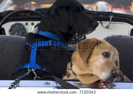 A black lab and a yellow lab in the back of a convertible
