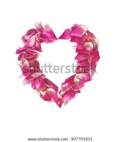 Pink petal rose flowers isolated on white with clipping path
