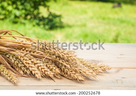 spikelets of wheat on table