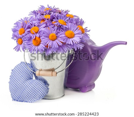 purple daisies in bucket and watering can isolated on white background