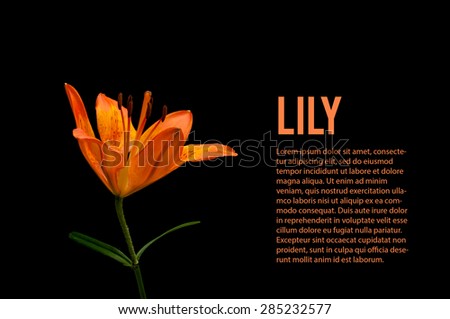 Orange lily isolated on black background