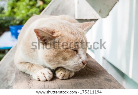 Cat lying lazy on stair