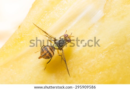 fruit fly sucking sweet from ripe jackfruit