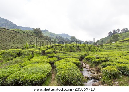 Small River Flow Through Tea Plantation At Cameron Highland, Malaysia