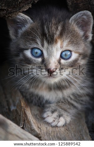 cute kitten with big blue eyes