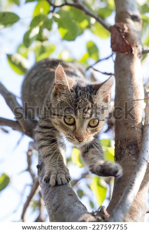 house cat running or sliding down from a tree