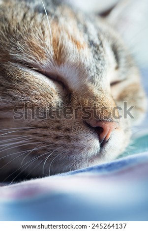 a cat\'s nose, macro, sleeping cat